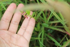 Alysicarpus vaginalis