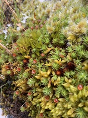 Polytrichum juniperinum