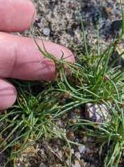 Cyperus subsquarrosus