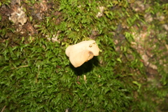 Helvella crispa