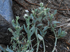 Heliotropium curassavicum