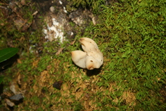 Helvella crispa