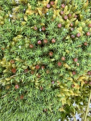 Polytrichum juniperinum