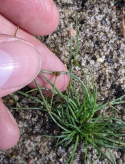 Cyperus subsquarrosus
