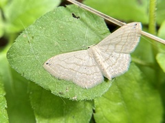 Scopula umbilicata