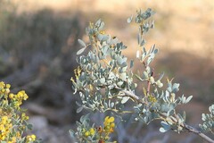 Senna artemisioides alicia