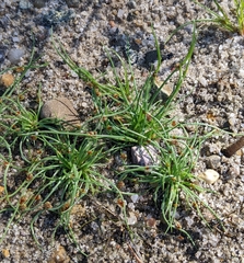 Cyperus subsquarrosus