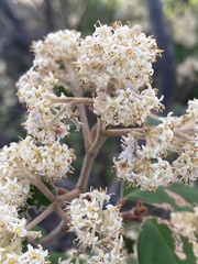 Pomaderris argyrophylla
