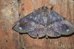 Empelathra pindarus