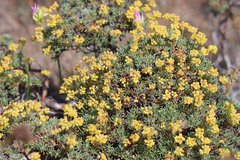 Eriogonum thymoides