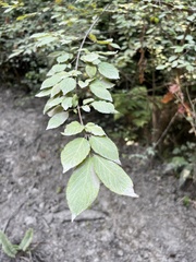 Euonymus occidentalis