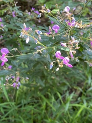 Desmodium
