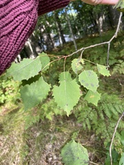 Populus grandidentata
