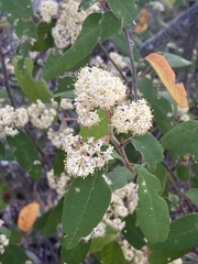 Pomaderris argyrophylla