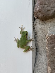 Hyla
