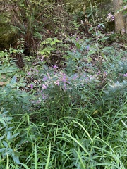 Desmodium