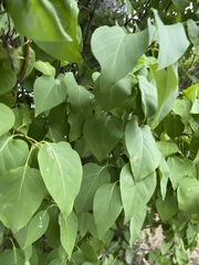 Syringa vulgaris