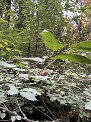Euonymus occidentalis