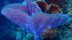 Callyspongia plicifera