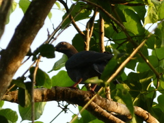 Patagioenas leucocephala