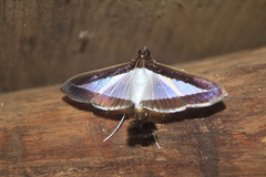 Diaphania hyalinata