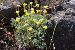 Eriogonum thymoides