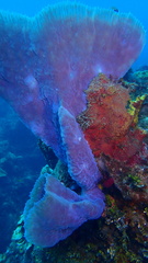 Callyspongia plicifera