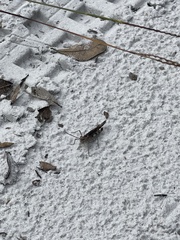 Psinidia fenestralis