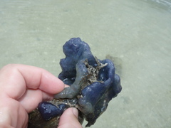 Aplidium
