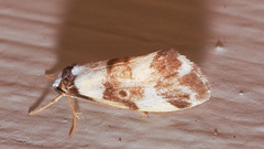 Philenora aspectalella