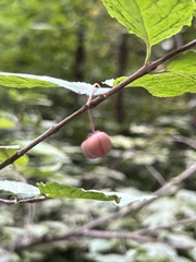 Euonymus occidentalis