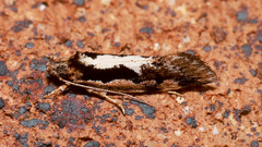 Machetis diamochla