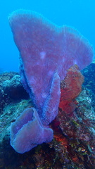 Callyspongia plicifera