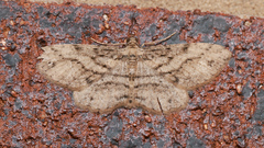 Syneora acclinis