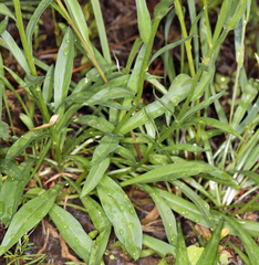Erigeron breweri breweri