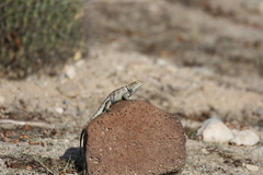 Sceloporus magister