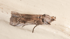 Cactoblastis cactorum