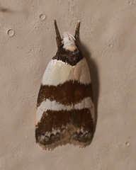 Eulechria triferella