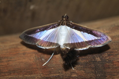 Diaphania hyalinata