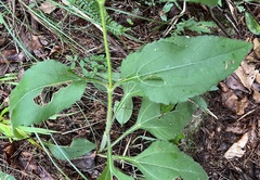 Helianthus atrorubens