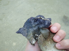 Aplidium