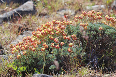 Eriogonum thymoides