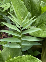 Maianthemum stellatum