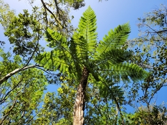 Cyathea gardneri