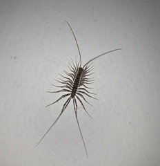 Scutigera coleoptrata