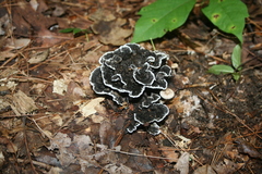 Thelephora cuticularis