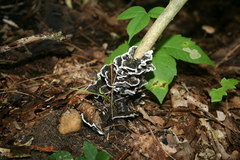 Thelephora cuticularis
