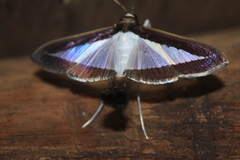 Diaphania hyalinata