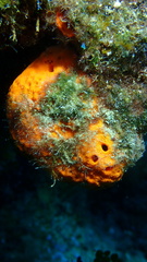 Hyattella cavernosa