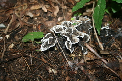 Thelephora cuticularis